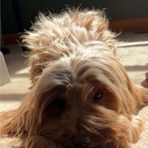 Meet your Posher, Madison